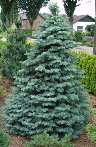 Mueller Muenchehof Pflanzen GmbH Koloradotanne im 25er Bündel - 4 jährig