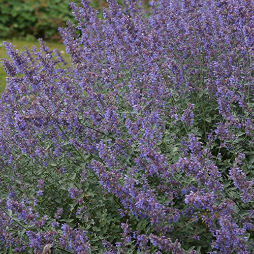 Blumixx Stauden Nepeta x faassenii 'Six Hills Giant' - Katzenminze, im 0,5 Liter Topf, violettblau blühend Insektenweide