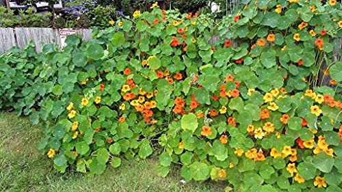 Aamish Bodendecker essbare Blumensamen