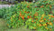 Aamish Bodendecker essbare Blumensamen