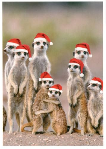 Postkarte Tiere Weihnachten bei Familie Erdmännchen