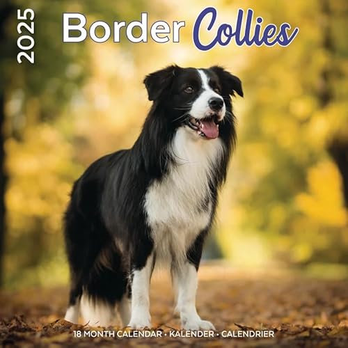 Kalender 2025 Border Collie