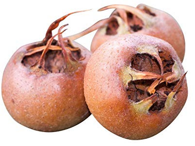 Echte Mispel 10 Samen (Mespilus germanica) -Winterhart-