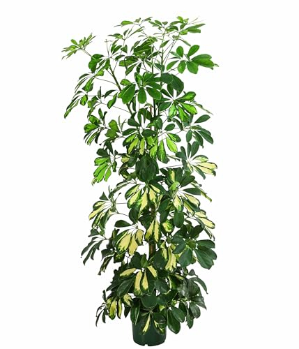 Dehner Strahlenaralie Schefflera, panaschiert, ca. 70-80 cm, Ø Topf 17 cm, Zimmerpflanze