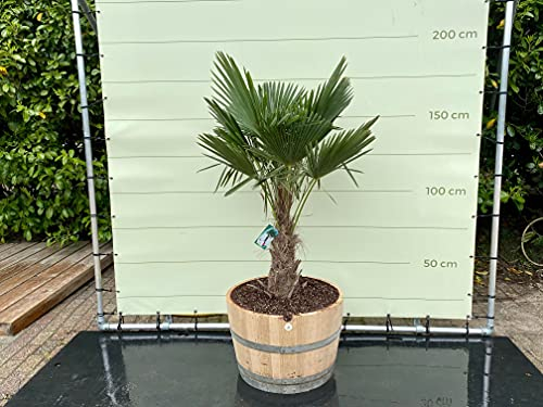 Tropictrees - TRACHYCARPUS FORTUNEI - PALME 150 CM IN HALBES WEINFASS - A+