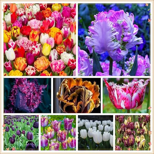 Hochwertige und seltene Blumenzwiebeln, extrem kältebeständig, in verschiedenen Sorten, Bonsai, hervorragende Dekoration für Innen und Garten.-3 tulpen zwiebeln