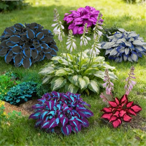 Funkien (Hosta) wurzelnackt – verschiedene Sorten – schattenverträglich – geeignet für Kübel und zur Bepflanzung von Beeträndern-2 PCS-Semillo