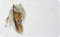 IHR - 859800 - Frühstücksbrettchen, Farmfriends, Pferd, Melamin, 23,5cm x 14,5cm, naturweiß