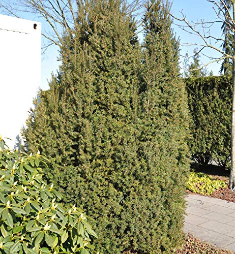 Kegel Eibe 70-80cm - Taxus baccata - Gartenpflanze