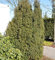 Kegel Eibe 70-80cm - Taxus baccata - Gartenpflanze