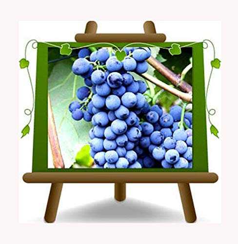 Vigne variété noir résistant - Plante de fruits porte-greffe sur pot 20 - arbre max 170 cm - 2 ans