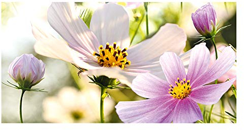 GRAZDesign Fensterfolie Blickdicht Motiv Blumen [110x57cm] für Fenster Bad & Dusche | Sichtschutzfolie Glastür, Badfenster, Flur, Farbe Silbergrau Milchglasfolie BxH