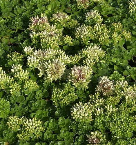 Kaukasus Asienfetthenne Album Superbum - Sedum spurium - lebende Gartenpflanze aus den Baumschulen