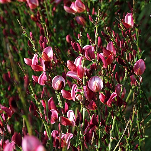 Ginster Pflanzen Winterhart,Cytisus Scoparius Samen, Geschenk Garten Kübelpflanzen Wildflower Summer Gärtner Bodendecker Winterhart Geschenke Für Gärtner Bienenweide Winterharte Pflanzen 100 Stück