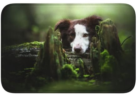 Tcoay Border Collie Stone Sweet Brown Hunde Haustiere, Fußmatte, Teppich, Matte, Polyester, rutschfeste Bodendekoration, saugfähiges Badezimmer-Pad