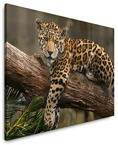 Paul Sinus Art Jaguar auf einem Ast 100 x 70 cm Inspirierende Fotokunst in Museums-Qualität für Ihr Zuhause als Wandbild auf Leinwand in