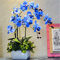Seltene Orchideen-Bonsai Blue Butterfly Orchid Seeds Schöne Phalaenopsis 100 PCS