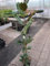 Immergrüne Magnolie Purpan - Magnolia grandiflora Purpan