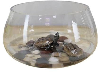 Habitat du Terrarium Petit Pot de Tortue Bureau Transparent Circulaire en Verre for la Maison Terrarium d'Aquarium(Grand)