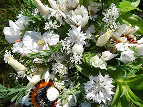 3-4 m² Sommerblumenmischung Traumgarten in Weiß Blumenmischung Blumensaat auch für Balkonkasten