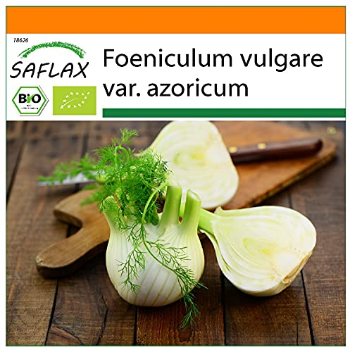 SAFLAX - Garden in the Bag - BIO - Knollenfenchel - 100 Samen - Mit Anzuchtsubstrat im praktischen, selbst aufstellenden Beutel - Foeniculum vulgare
