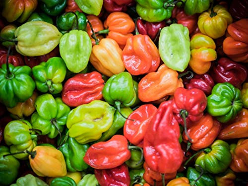 25 Graines de Piments Antillais Habanero - légumes jardins potager- semences paysannes reproductibles - SemiSauvage