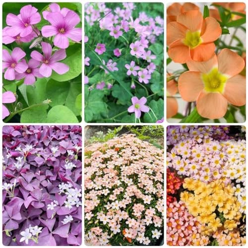 5 pezzi di Oxalis Piante Bulbi Piante decorative Inverdimento del tetto Oxalis triangularis, foglie di trifoglio Fiore di trifoglio fortunato Fiore di mezzogiorno Bulbi di fiori resistenti P