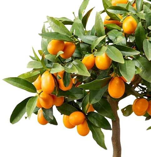 Naranjo Chino Natural en Maceta Disfruta de Kumquats Frescos en tu Patio