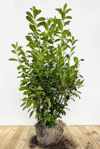 Kirschlorbeer 'Novita' 140-160 cm Ballen Prunus laurocerasus immergrün