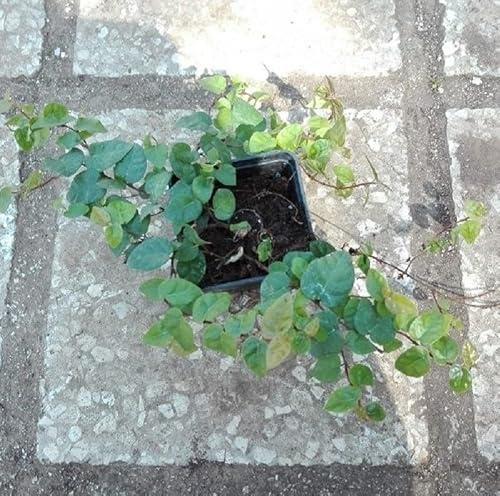 40pz Pianta Ficus Repens