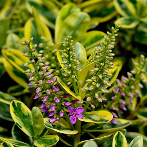 Hebe x franciscana 'Variegata' in 9cm Pot, Stunning Evergreen Dwarf Shrub 3fatpigs®