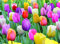 Pastellfarbene Tulpenzwiebeln zum Anpflanzen, Mehrjährige Tulpenzwiebeln, Gemischte Blumen (20 Zwiebeln)