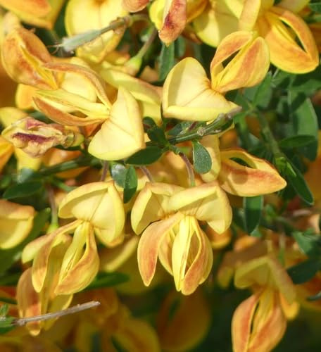Edelginster Besenginster 'Cytisus Apricot Gem' 40-60 cm winterhart Freilandaufzucht