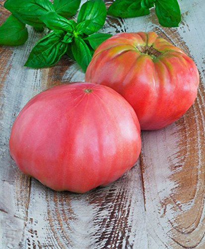 POMODORO BRANDYWINE NR.200 SEMI