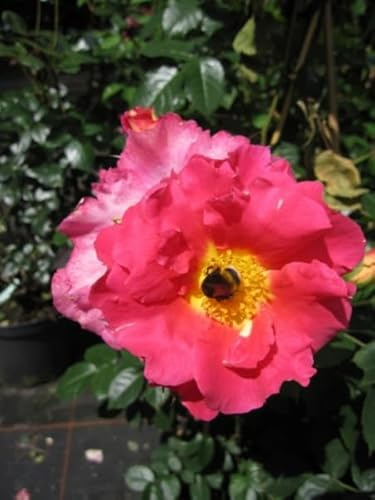 Kletterrose Bajazzo® - Rosa Bajazzo® - orange-rosa - Kordes-Rose - ADR-Rose