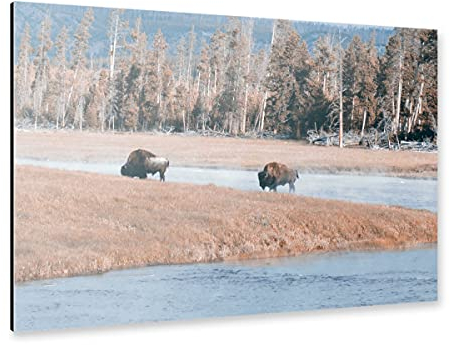 artboxONE Alu-Print 150x100 cm Bisons at Yellowstone River von Künstler sommersbilder