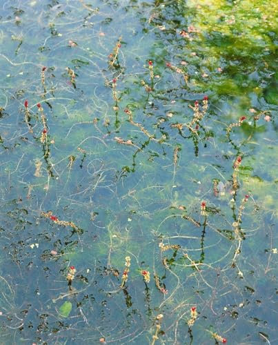 Myriophyllum spicatum 9x9 cm Topf – Winterhart Mehrjährig Pflegeleicht – Tausendblatt – Unterwasserpflanze für Teich & Aquarium