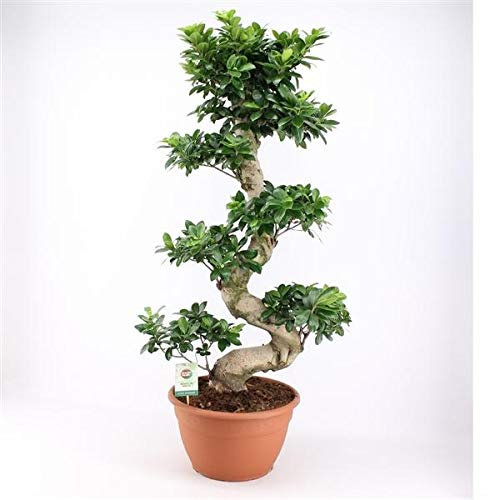 Bonsai Ficus Microcarpa Ginseng (S-Form) – 80-100 cm – Pflegeleichte Zimmerpflanze, ideal für Anfänger, Wohn- und Büroschmuck