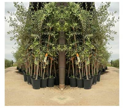 Olivier arbre olives Cipressino - Plante fruitière sur pot 20 arbre max 130 cm - 2 ans