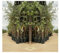 Olivier arbre olives Cipressino - Plante fruitière sur pot 20 arbre max 130 cm - 2 ans