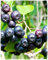 Aronia-Pflanze Melanocarpa Beeren schwarz im Topf Ø 19 cm Höhe 100 cm