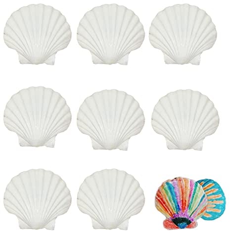 Trsnzul Coquilles Saint Jacques 10 Pièces Coquillages de Mer Naturels Coquillage Blanc Décorations Naturelles Coquillages Océan Plage Coquillages pour Les Décorations de Mariage