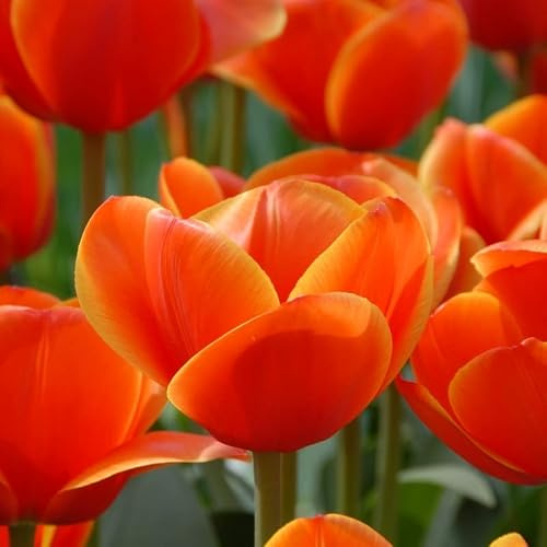 Tulpe Ad Rem | 10 Stück | Blumenzwiebel | Schnittblume | Orange | 100% Blütegarantie | QFB Gardening | Darwin Hybrid | Tulpenzwiebeln