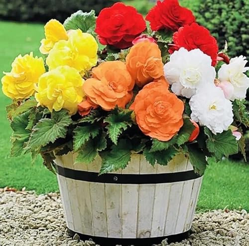 1 Pack of 10 SEEEDS Trailing Begonia Giant Double Mixed