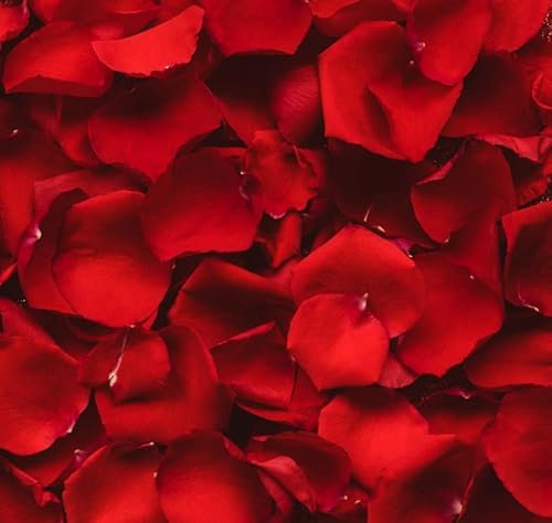 Real Rose Petals Ivory Petals. 15 Cups - 550 Petals Approx. Wedding Petals (Red)