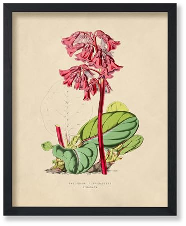 Poster Master Vintage Purple Bergenia Poster - Retro Flower Print - Botanical Art - Floral Art - Gift for Men & Women - Aesthetic Decor for Office, Living Room or Bedroom - 8x10 UNFRAMED Wall Art
