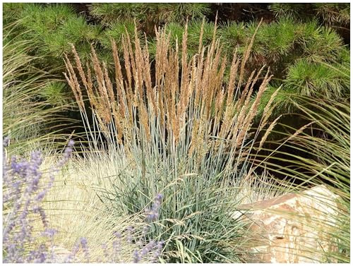 Stauden Gänge 5 x Sorghastrum nutans Indianergras winterhart | Mittelhohes Ziergras für Sonne, Blüte August bis Oktober, mehrjährig, 1 L Topf (11x11 cm)