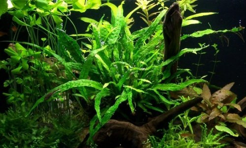 Aquarium Fan Javafarn Minor/Microsorum Minor (Thin Leaves)