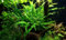 Aquarium Fan Javafarn Minor/Microsorum Minor (Thin Leaves)