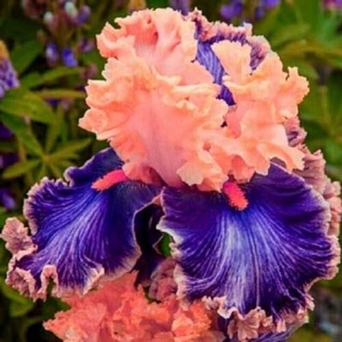 Iris Bulbi Rifiorente Lampadine Dell'Iride Il Rizoma è Grosso, Buon Drenaggio,Forte Adattabilità, Grandi Fiori Bellissimi, Forte Tolleranza Al Freddo, Preferisce Umidità Moderata, 10bulbi